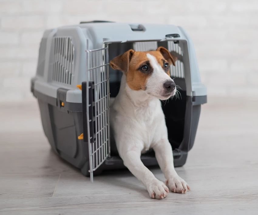 Ev heyvanlarının daşınması