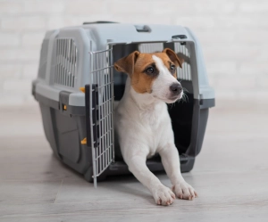 Ev heyvanlarının daşınması